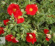 Bildergebnis für Potentilla fruticosa Red Lady