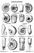 Image result for Cephalopods Tree of Life