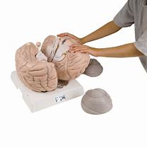 Image result for Making a Giant Brain with Chicken Wire