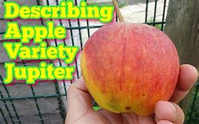 Image result for Jupiter Apple Size