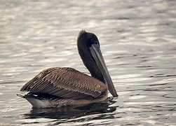 Image result for Juvenile Brown Pelican