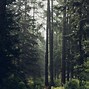 Image result for Forest Background Pictures