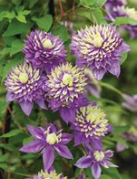 Image result for Clematis Taiga