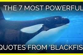Image result for Blackfish Quotes
