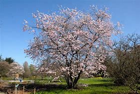 Image result for Prunus Accolade