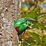 quetzal के लिए छवि परिणाम