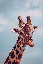 Image result for Giraffe iPhone