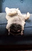 Image result for Funny Sleeping Pug Puppy