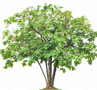 Image result for Cordia Africana