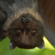 Image result for Rainforest South American Bats