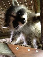 Image result for Trash Panda Funny