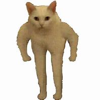 Image result for White Cat Standing Meme