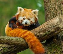 Image result for Colorful Mammals