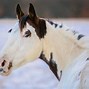 Image result for Cream and White Paint Horse