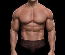 Image result for Arnold Schwarzenegger Anatomy