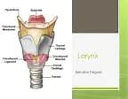 Image result for Child Vs. Adult Larynx