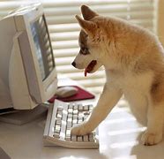 Image result for Free Funny Image of Pretty Dog Typing