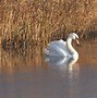 Image result for Somerset Levels Bird Watching