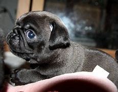 Image result for Chocolate Pug Puppies