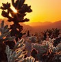 Image result for Desert Cactus 4K