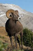 Image result for Rocky Mountain Bighorn Sheep