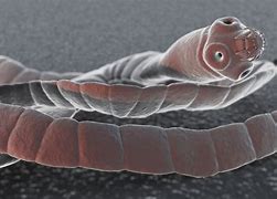Image result for tapeworm