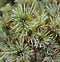 Image result for Pinus parviflora Catherine Elisabeth
