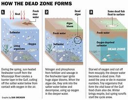 Image result for Dead Zone Water