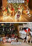 Image result for Funny Pet Christmas Memes