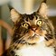 Image result for Friendliest Cat Breeds