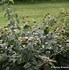 Cephalanthus occidentalis Sugar Shack 的图像结果