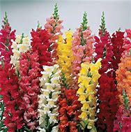 Image result for Snapdragon Flower Colors
