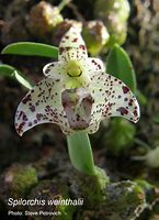 Image result for Grey Orchid