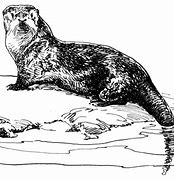 Image result for Evil Otter