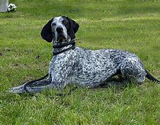 Image result for Black and White Hunting Dog Breeds