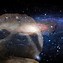 Image result for Show Me a Picture of a Sloth Space