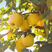 Image result for Pictures of Honey Gold Apple Trees