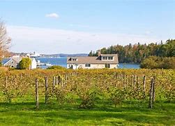 Image result for Maine Vines