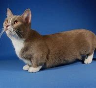 Image result for Corgi Munchkin Cat