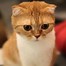 Image result for Russian Fold Cat