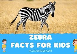 Image result for Zebra Food
