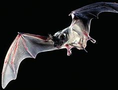 Image result for Texas Bat Species