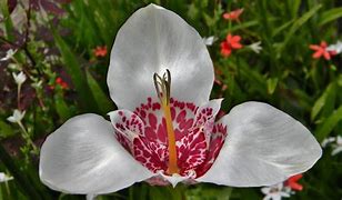 تصویر کا نتیجہ برائے Tigridia pavonia Alba Grandiflora