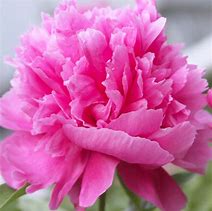 Image result for Paeonia Primevère (Lactif-SD-Group)