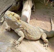 Image result for Lizard Species