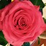 Image result for Hybrid Tea Rose Bouquet