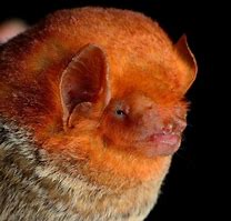 Image result for Western Red Bat Range