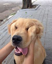 Image result for Puppy Squish