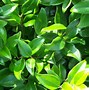 Image result for Ligustrum japonicum Green Century