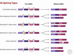 Image result for Types of Exons